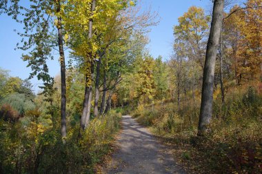 Sonbahar ormanlarının güzel manzarası 