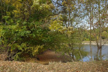 Güz ormanı manzarası güzel ağaçlar ve nehirlerle