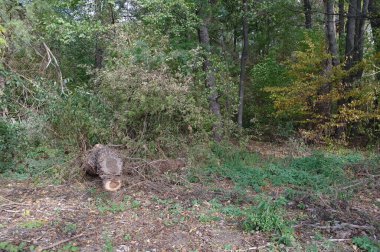 Ormanda büyük bir ağaç