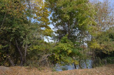 Sonbahar ormanlarının güzel manzarası 