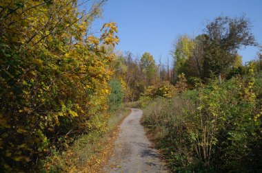 Güzel sonbahar ormanı manzarası