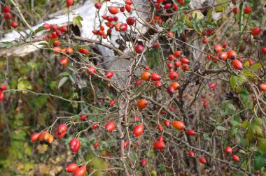 Ağaçtaki kırmızı meyveler