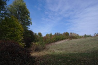 Ağacı ve ormanı olan güzel bir manzara.