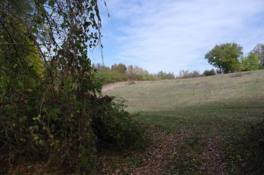 Güzel bir manzara Ağacı ve mavi gökyüzü
