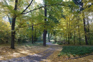 Güz ormanı manzarası güzel ağaçlar boyunca uzanan patika 