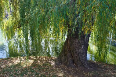 Ormanın güzel manzarası