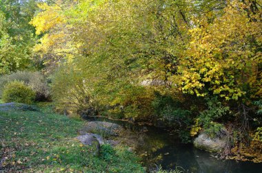 Güz ormanı manzarası güzel ağaçlar ve nehirlerle
