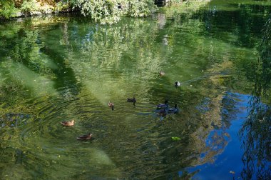 Ördekler gölette yüzer.