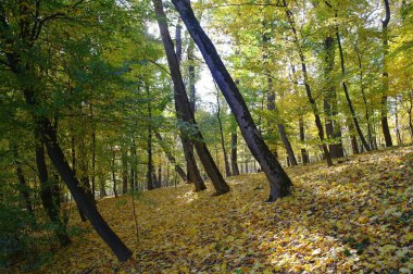 Güz ormanı manzarası ve güzel ağaçları var. 