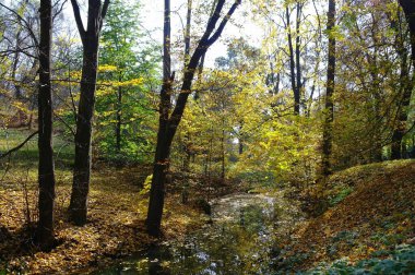 Sonbahar ormanlarının güzel manzarası 