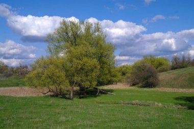 Güzel bir manzara Ağacı ve mavi gökyüzü