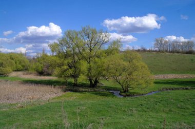 Güzel bir manzara Ağacı ve mavi gökyüzü