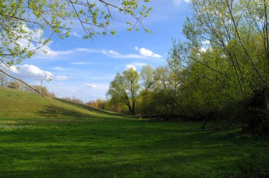 Güzel bir bahar manzarası Ağacı ve mavi gökyüzü