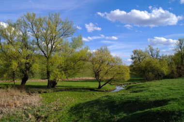 Güzel bir manzara Ağacı ve mavi gökyüzü