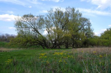 güzel yeşil çimenleri ve mavi gökyüzü olan bahar manzarası