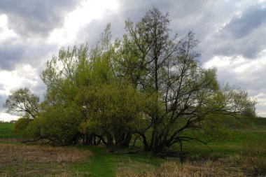 Güzel bir manzara Ağacı ve mavi gökyüzü