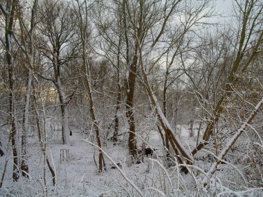 Karla kaplı ağaçlarla kaplı kış manzarası