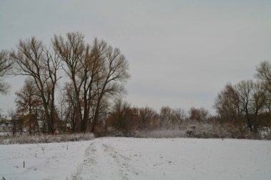 Karla kaplı ağaçlarla kaplı kış manzarası