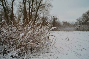 Karla kaplı ağaçlarla kaplı kış manzarası