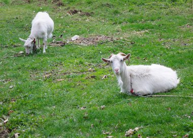 Doğanın güzel bir sahnesi.