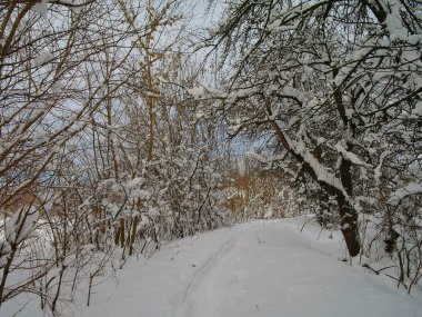 Karla kaplı ağaçlarla kaplı kış manzarası
