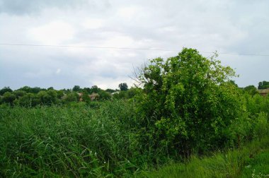 Yeşil Çimen ve Mavi Gökyüzü