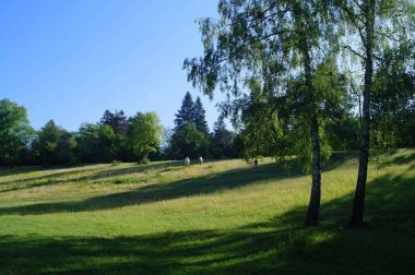 Parktaki yeşil ağaçlar