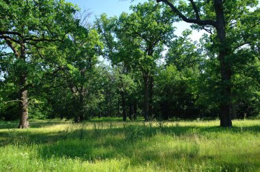 Ormanda yeşil ağaçlar
