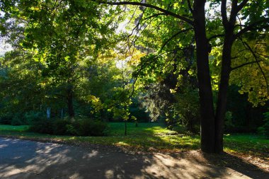 Yaz ormanlarında yol güneşli bir günde