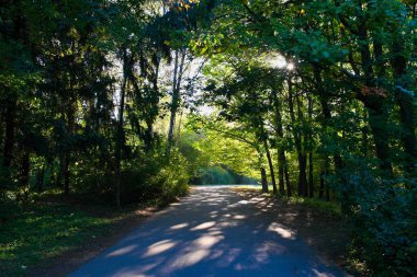 Yaz ormanlarında yol güneşli bir günde