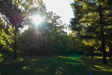 Güneşli bir günde güzel bir bahar parkı manzarası