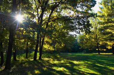 Güneşli bir günde güzel bir bahar parkı manzarası