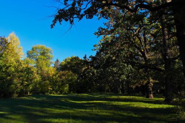 Güneşli bir günde güzel bir bahar parkı manzarası