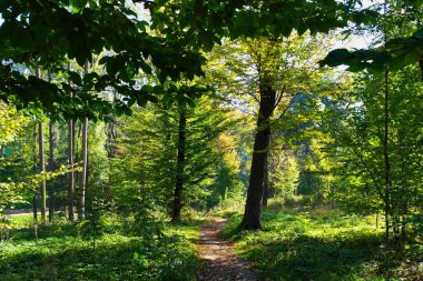 Yaz ormanlarında yol güneşli bir günde