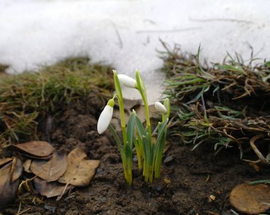 Güzel bir açık hava sahnesi.