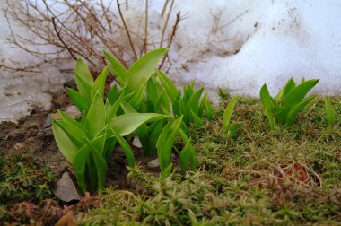 Güzel bir açık hava sahnesi.