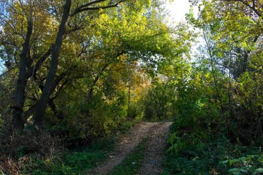 Ormanın güzel manzarası