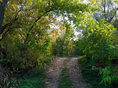 Ormanın güzel manzarası