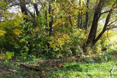 Güz ormanı manzarası ve güzel ağaçları var. 