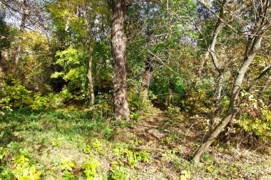 Ormanın güzel manzarası