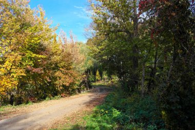 Sonbahar ormanlarının güzel manzarası 