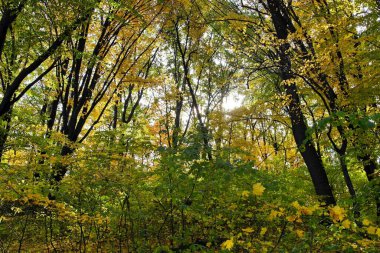 Ormanda sonbahar yaprakları
