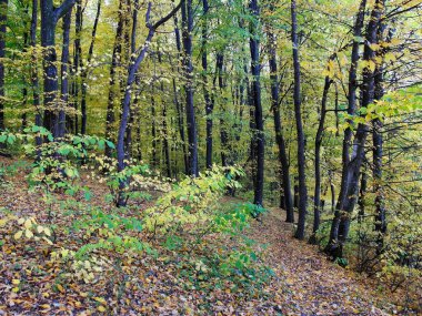 Sonbahar ormanlarının güzel manzarası 