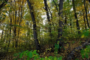 Güzel sonbahar ormanı manzarası