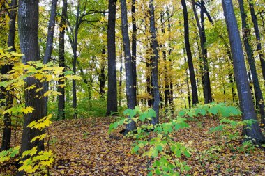 Sonbahar ormanlarının güzel manzarası 
