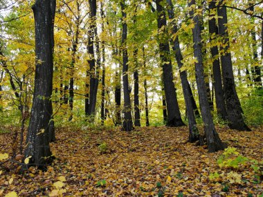 Sonbahar ormanlarının güzel manzarası 