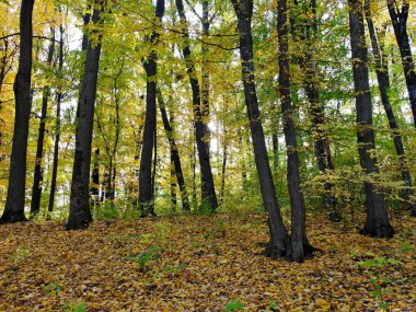 Sonbahar ormanlarının güzel manzarası 