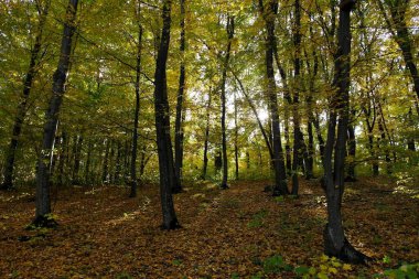 Sonbahar ormanlarının güzel manzarası 