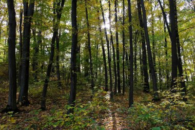 Sonbaharda güzel bir orman