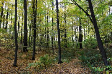 Sonbahar ormanlarının güzel manzarası 